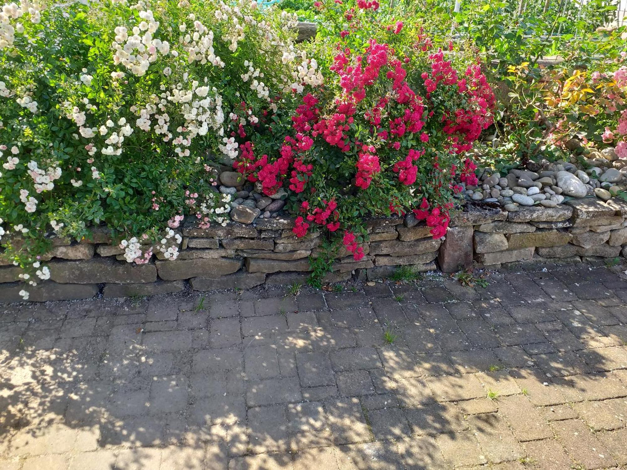 Ferienwohnung Chez Le Vigneron Westhalten Exterior foto